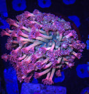 LRO Treasure Island Goniopora