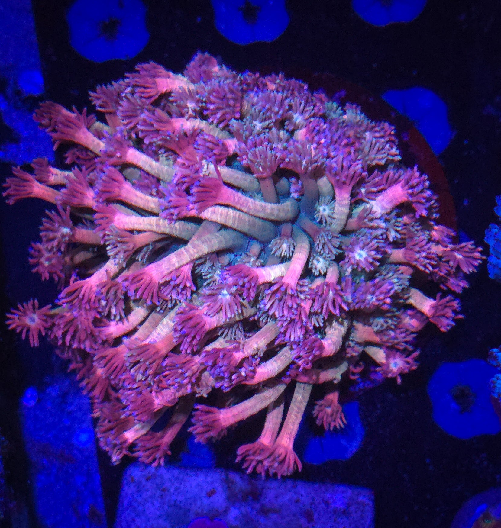 LRO Treasure Island Goniopora