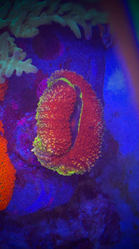 AC Volcanic Lobophyllia