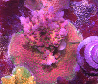 JF Frankies Neophobia Acropora