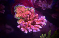 TSA Optimus Prime Acropora