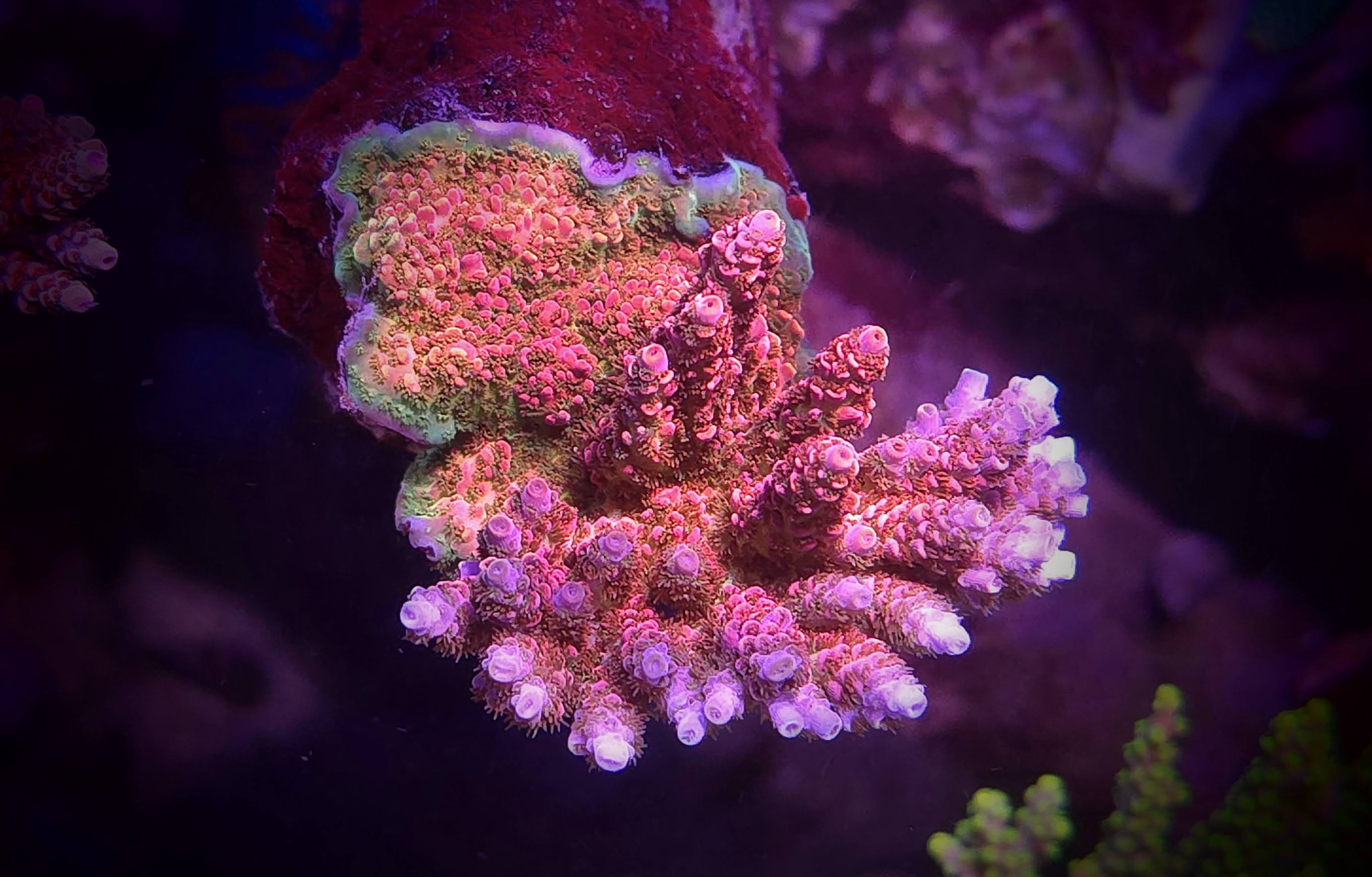 TSA Optimus Prime Acropora