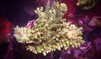 BC Dragonfly Acropora