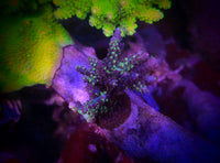 TGC Grafted Boogeyman Acropora