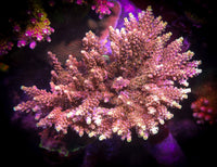 POTO Dino Fury Acropora