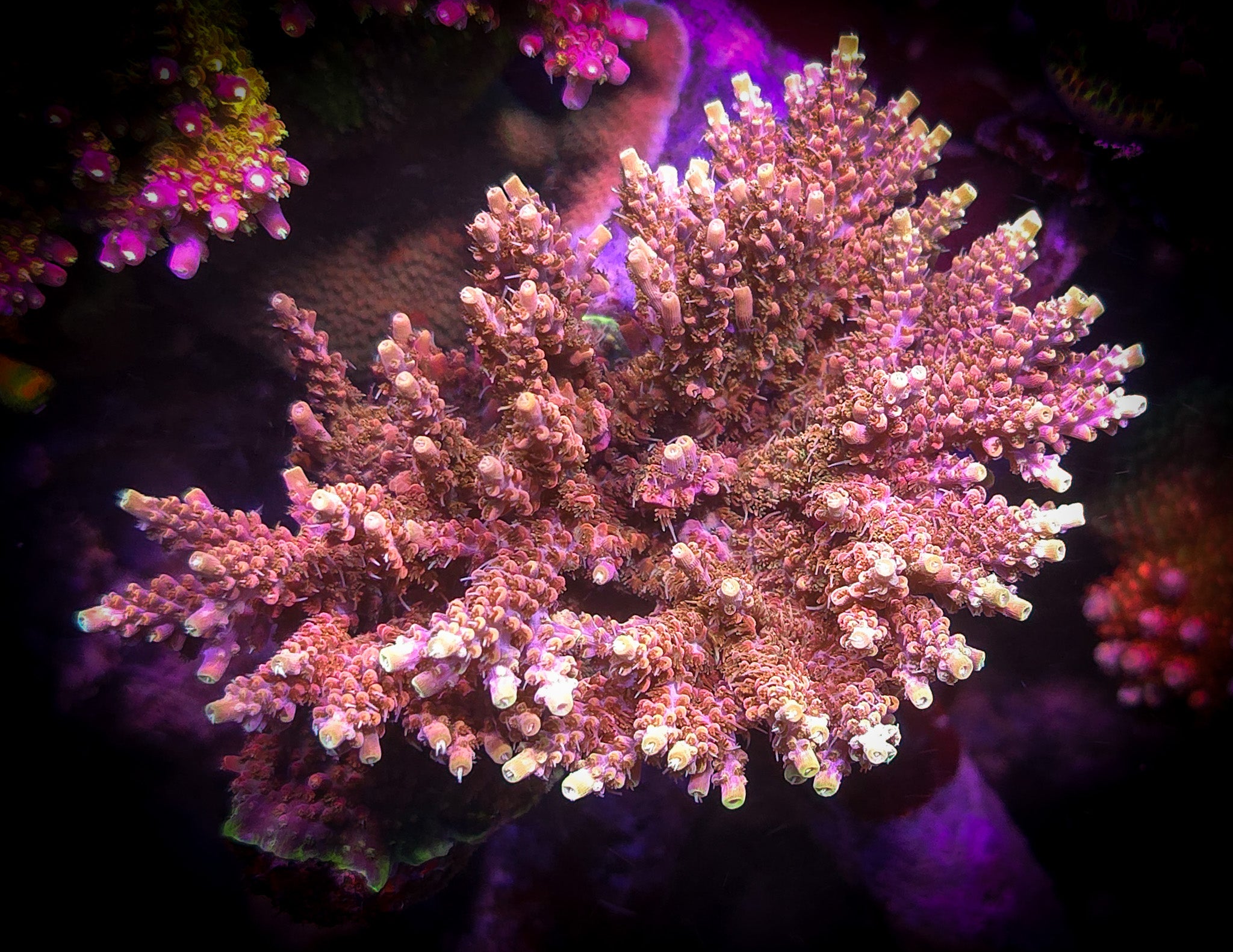 POTO Dino Fury Acropora