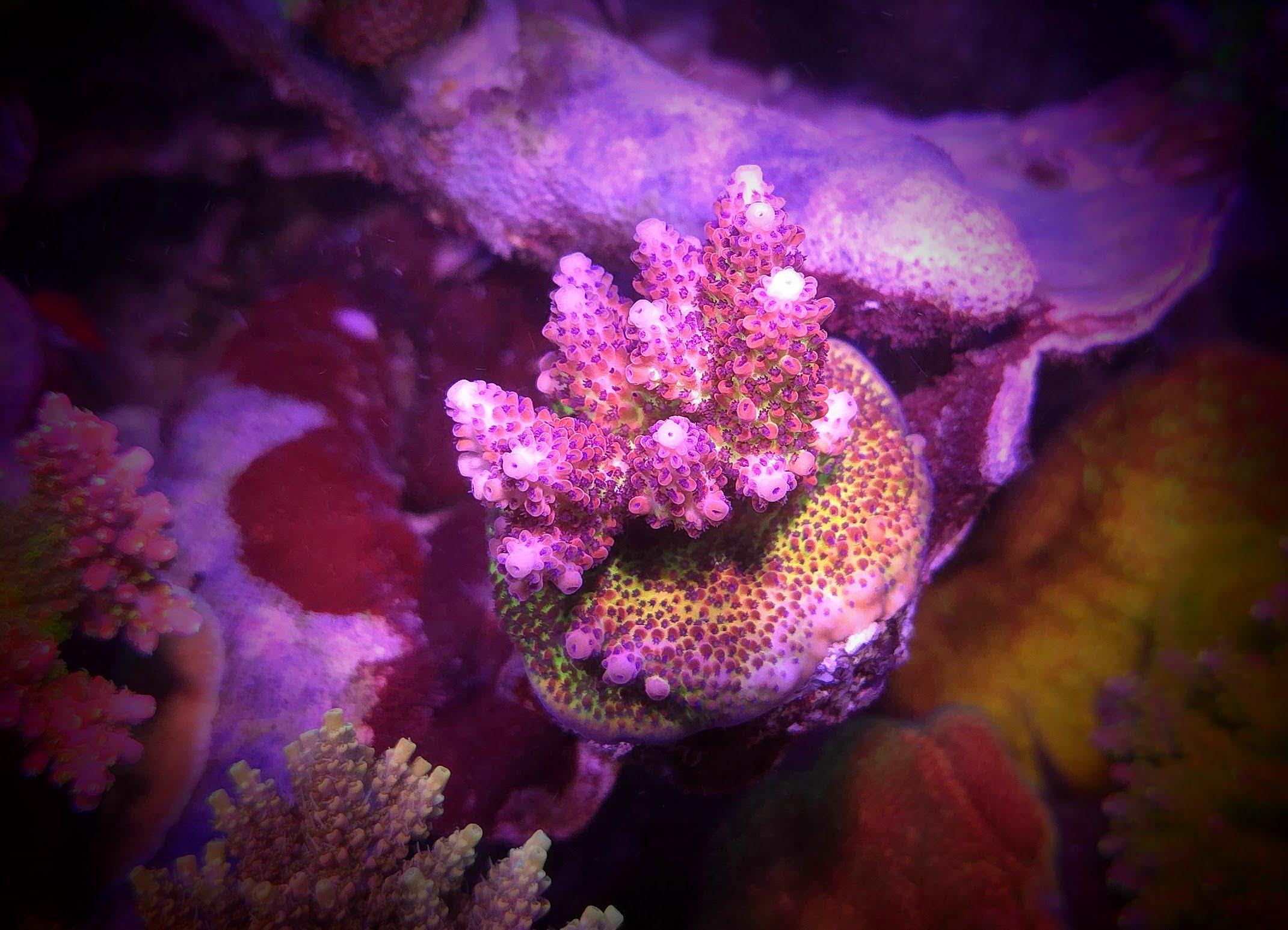 SPS – Page 2 – The Aquarium Cove