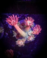 LRO Treasure Island Goniopora