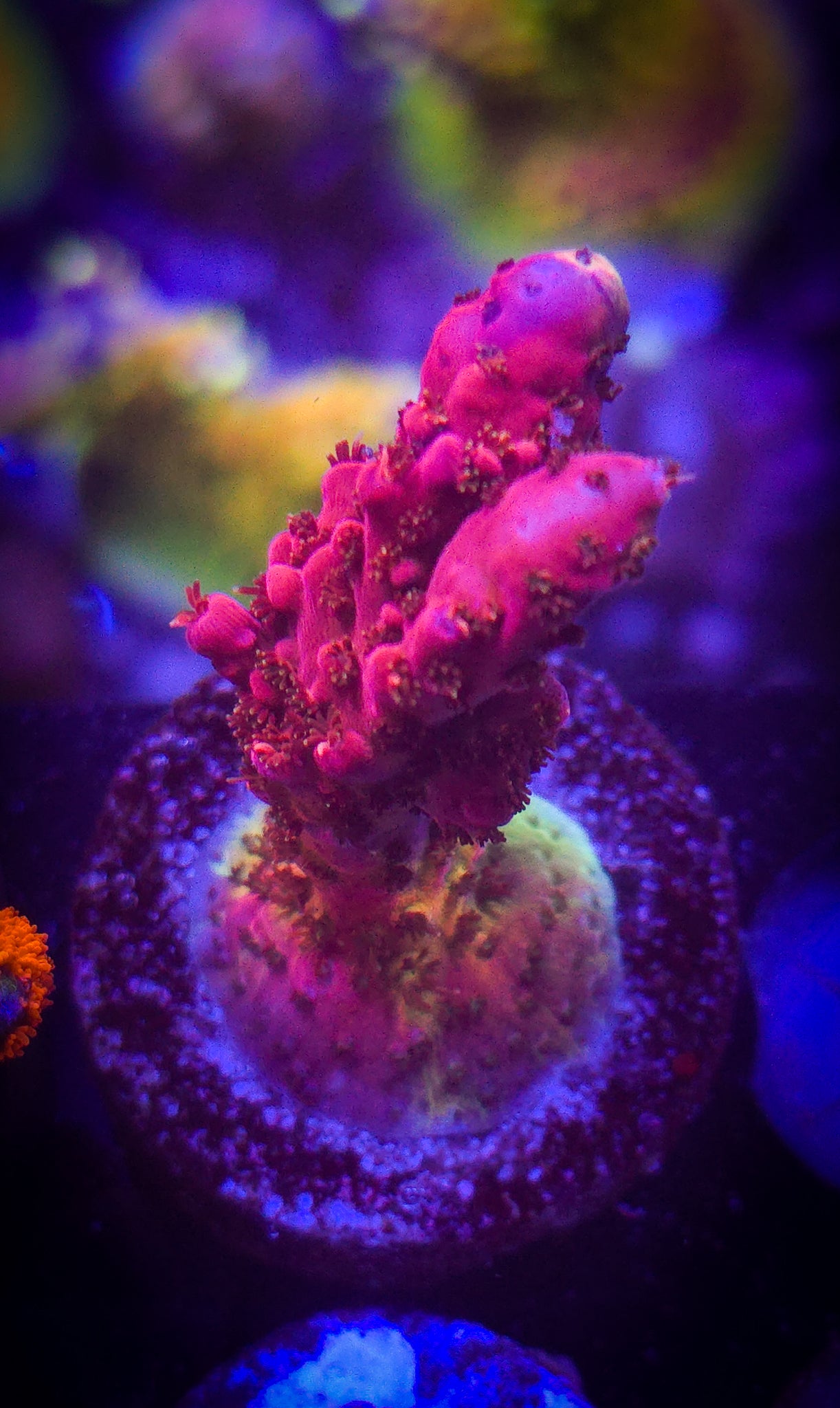PC Rainbow Acropora