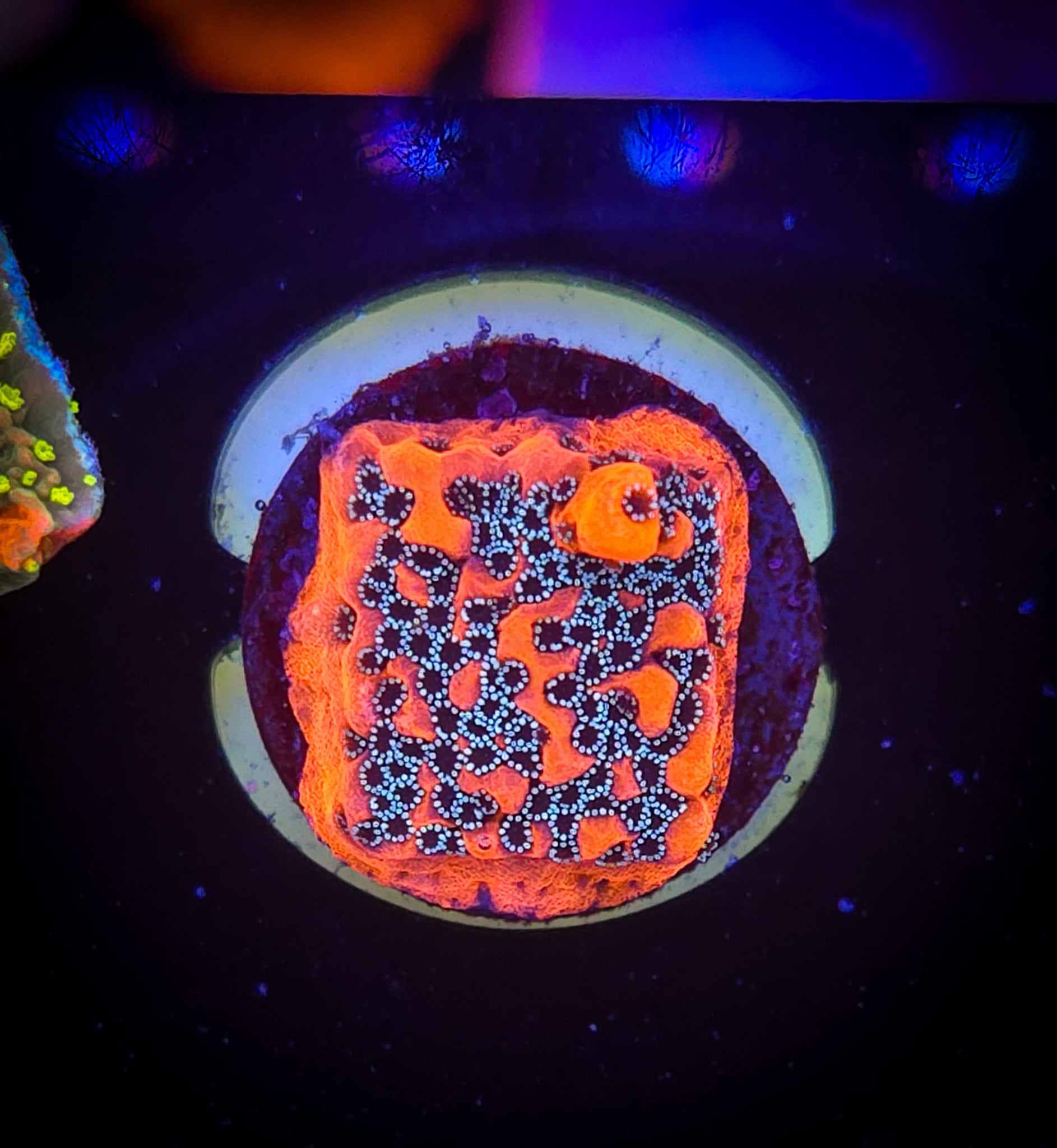 WWC Cherry Tree Montipora