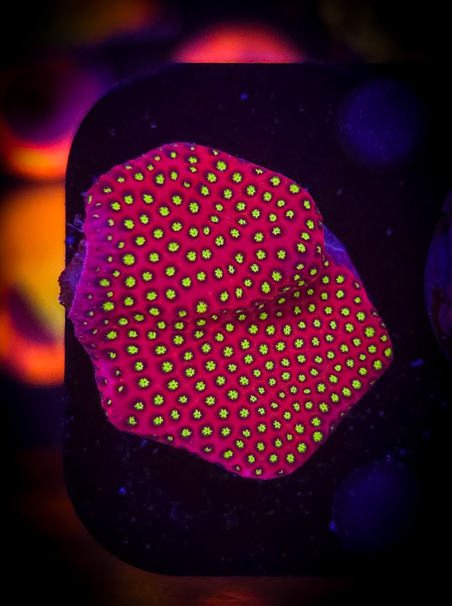 Electric Daisy Stylociennia