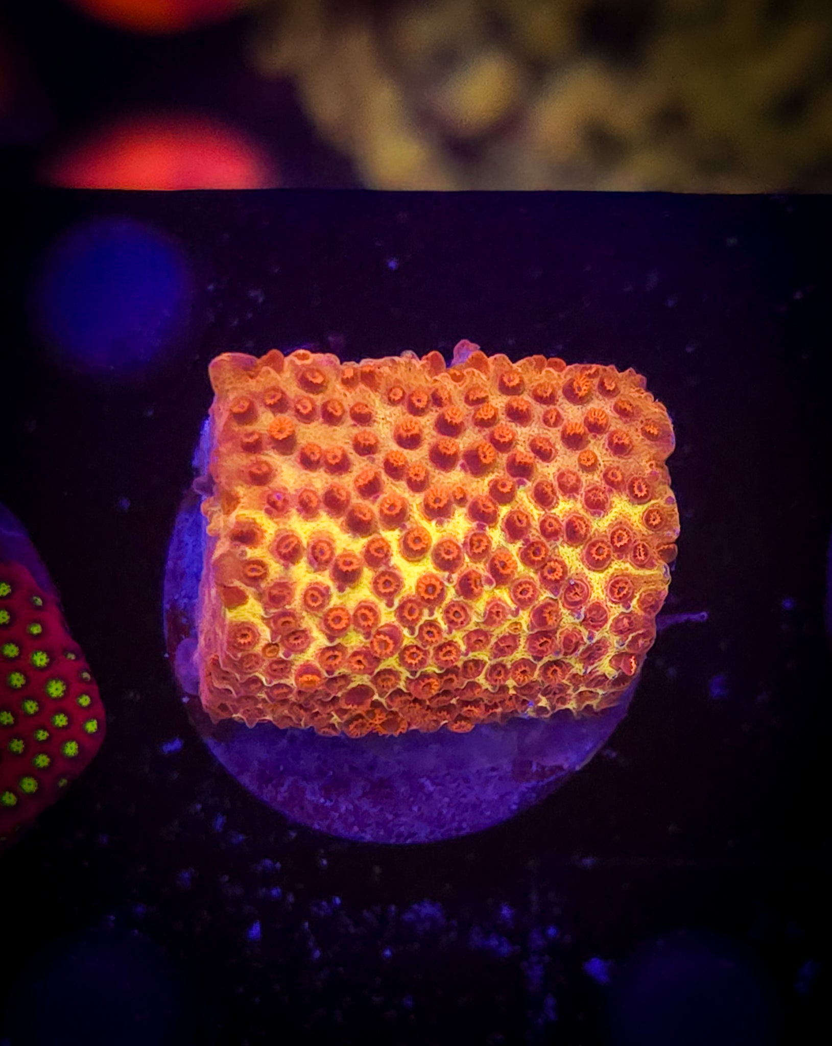 Burning Banana Stylociennia