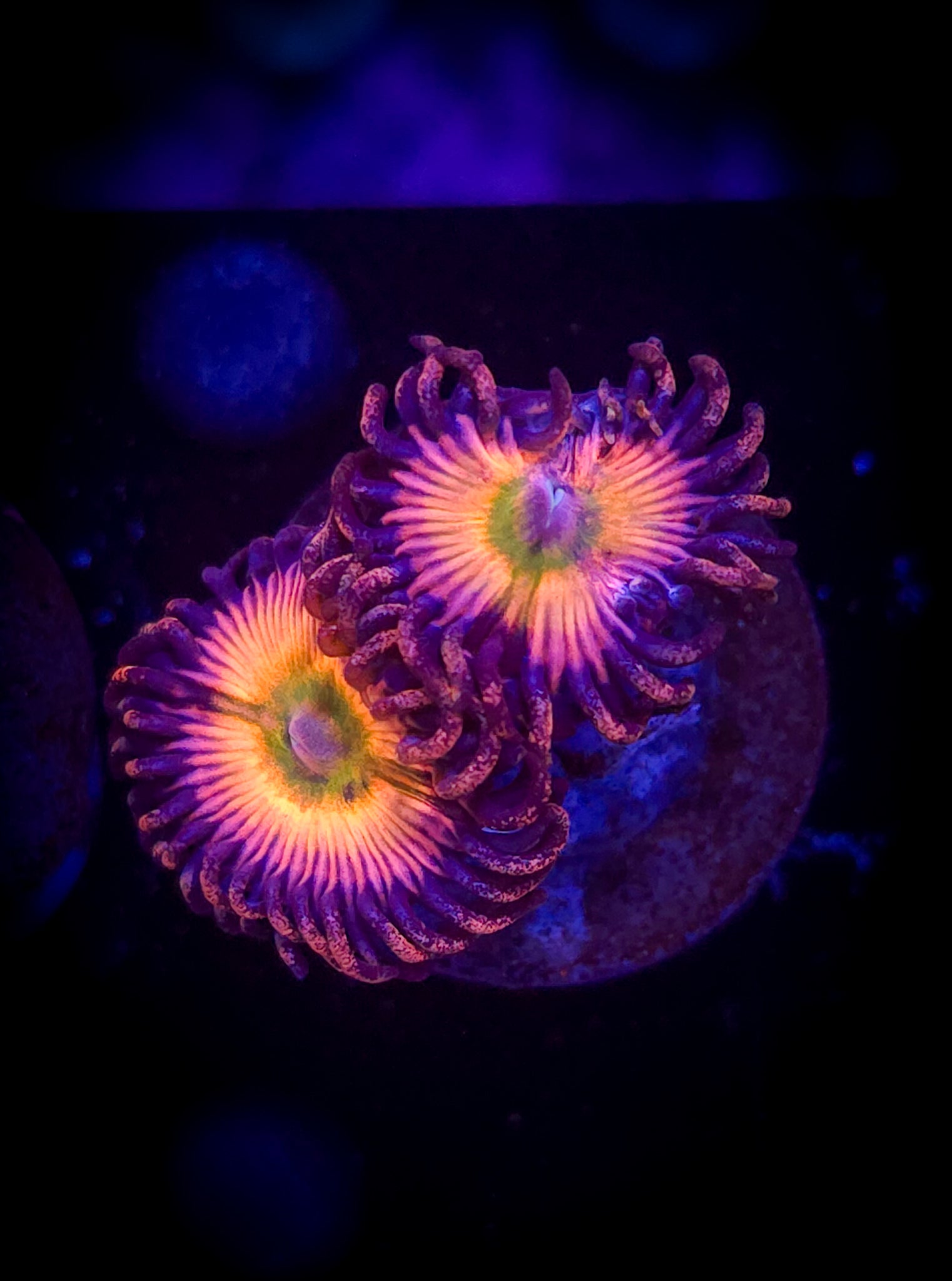Rainbow Infusion Zoa