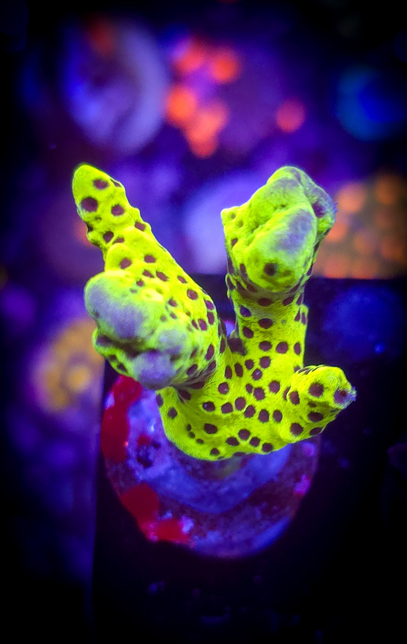 Montipora Spongodes