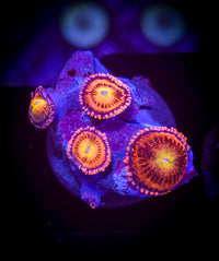 Alien Anti-Venom Zoa