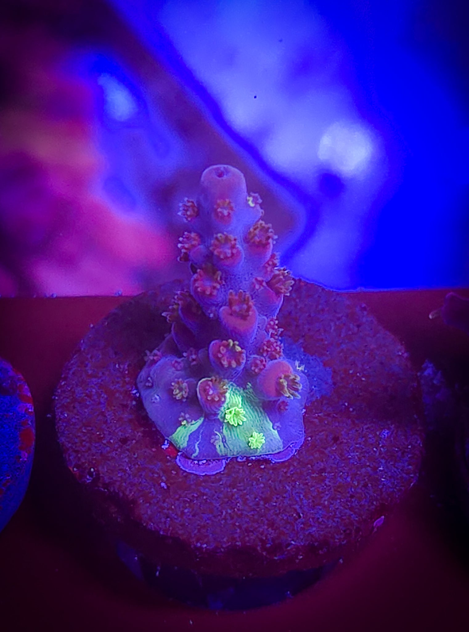 TGC Grafted Boogeyman Acropora