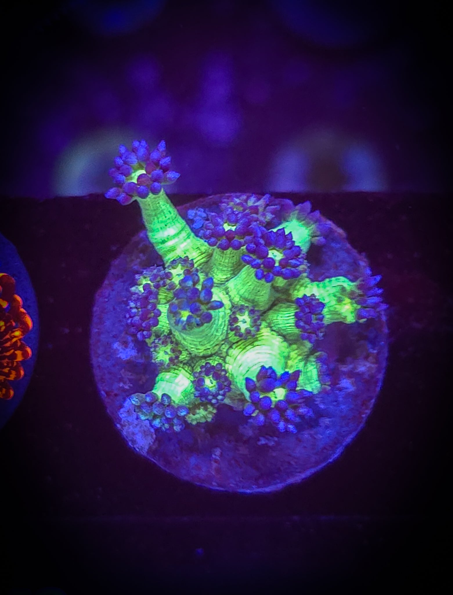 UC Space Glitter Goniopora