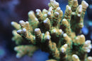 RRC Tropicana Anacropora