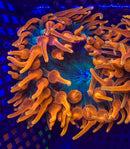 Colorado Sunburst Anemone