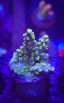 Rt. 66 Kaleidoscope Acropora