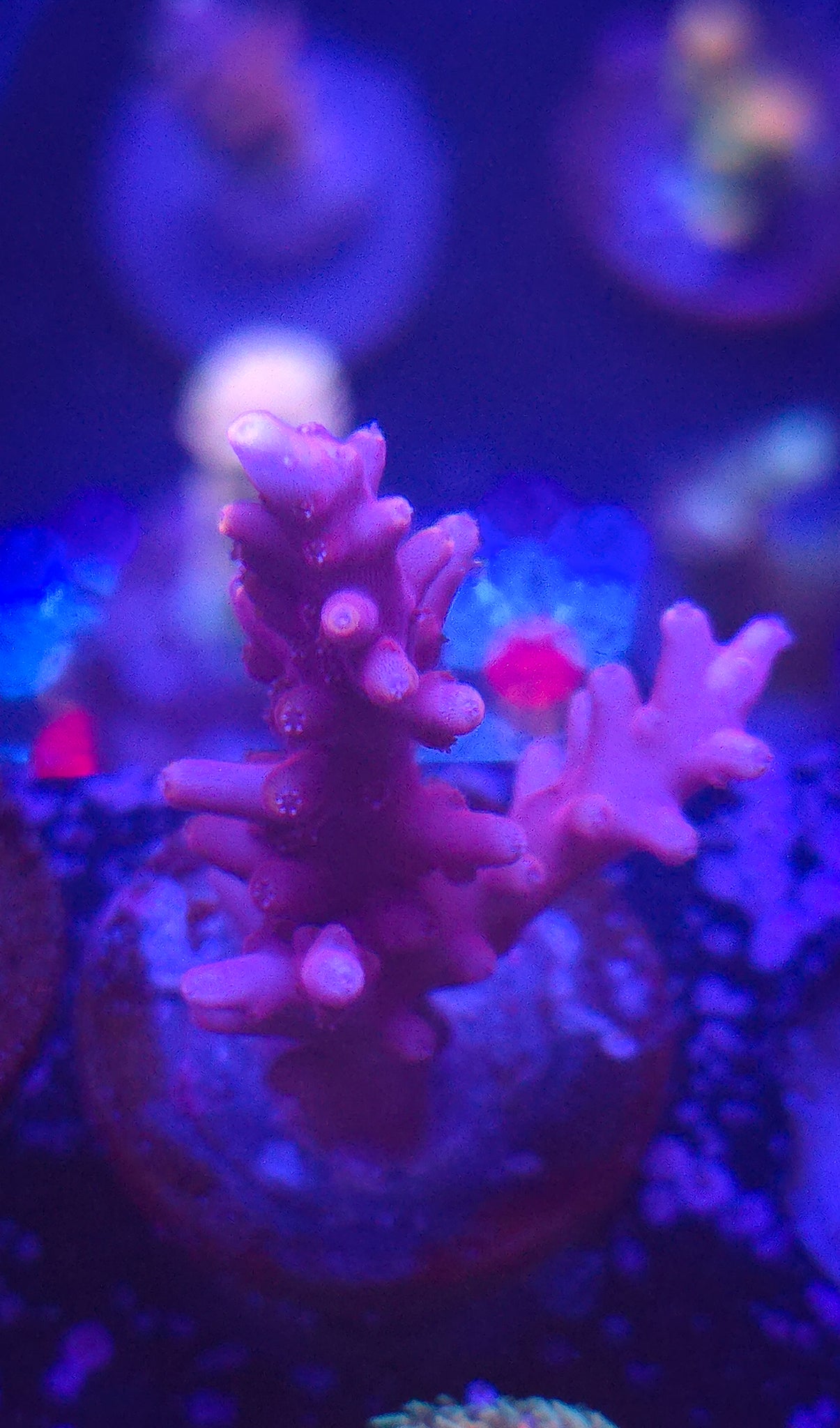 Tyree Red Dragon Acropora