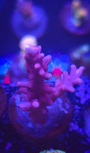 Tyree Red Dragon Acropora