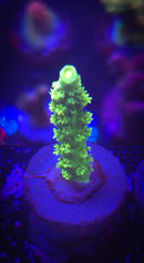 Green Highlighter Acropora