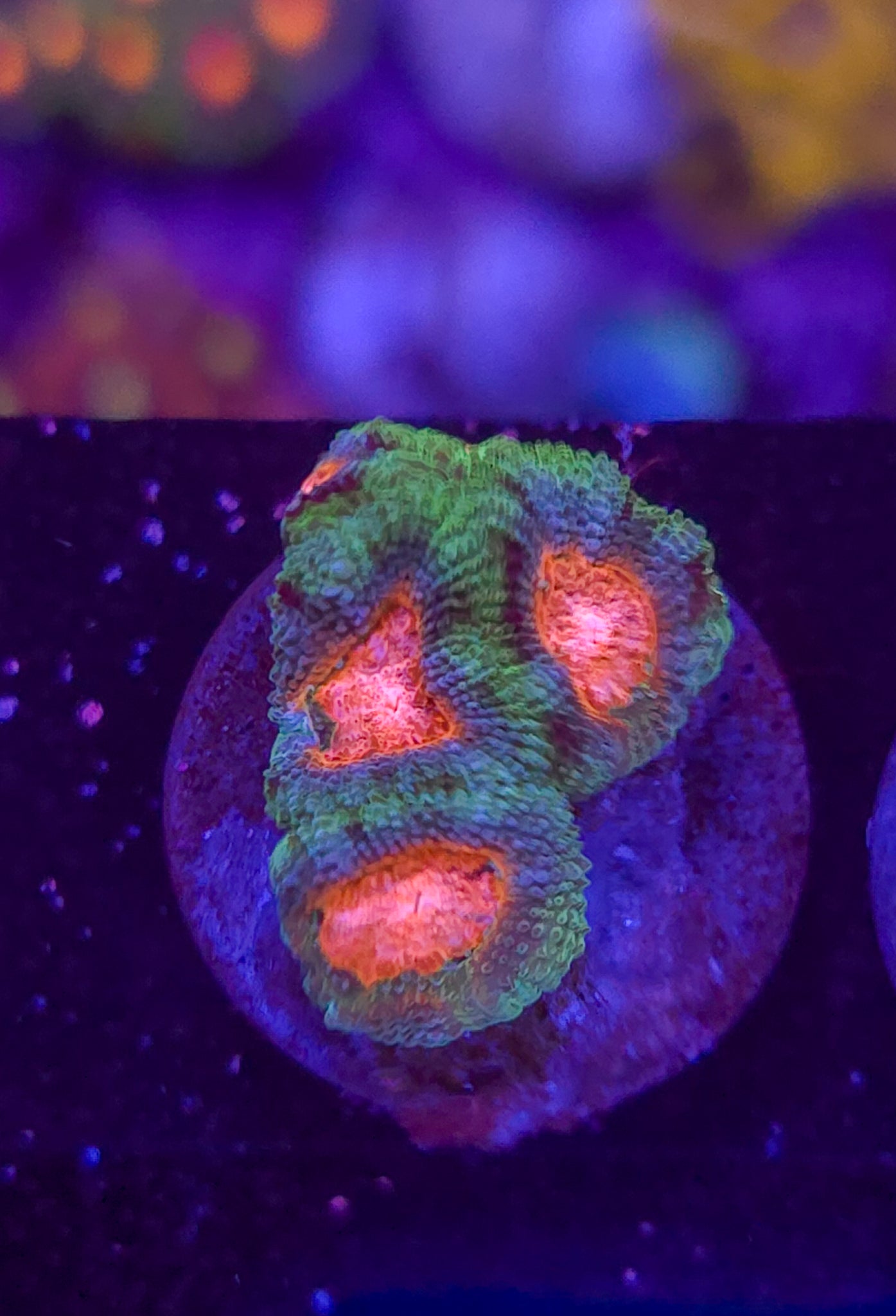 CJ's Pink Eye Micromussa