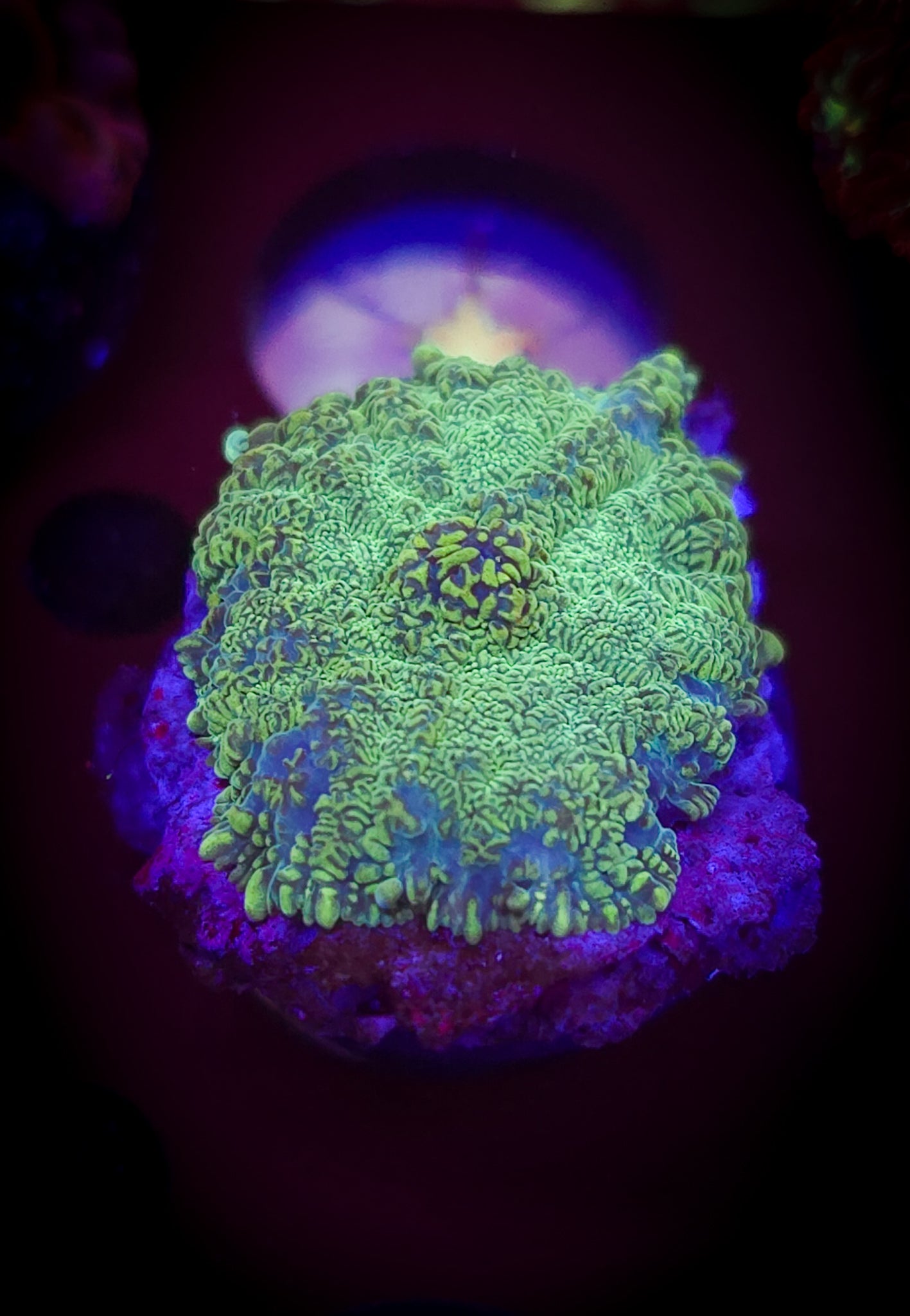 Mint Green Rhodactis Mushroom