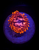 Utter Chaos Zoanthid
