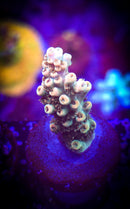 TSA Bill Murray Acropora