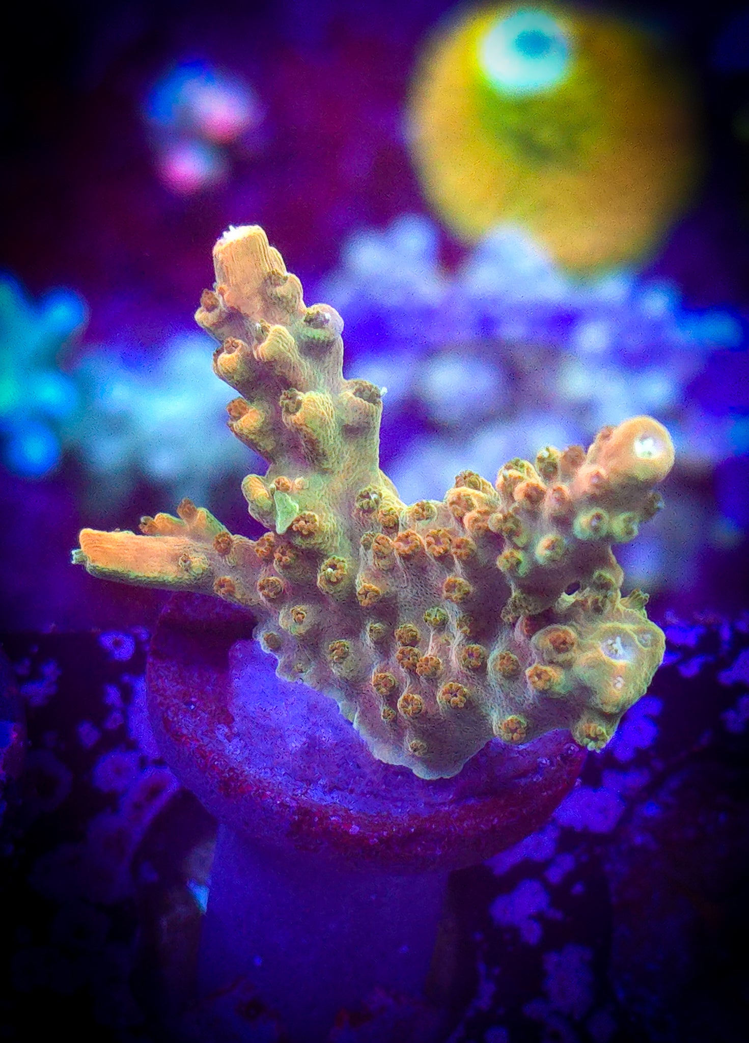 TGC Orange Creamsicle Acropora