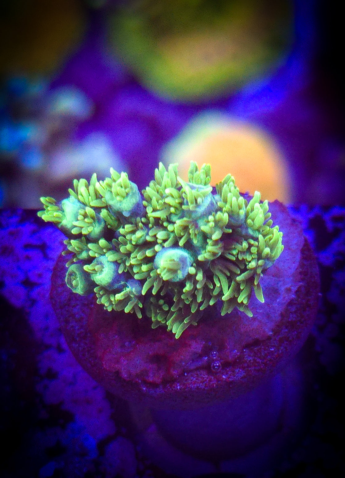 Equilibrium Acropora