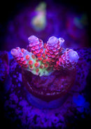 TSA Princess Peach Acropora