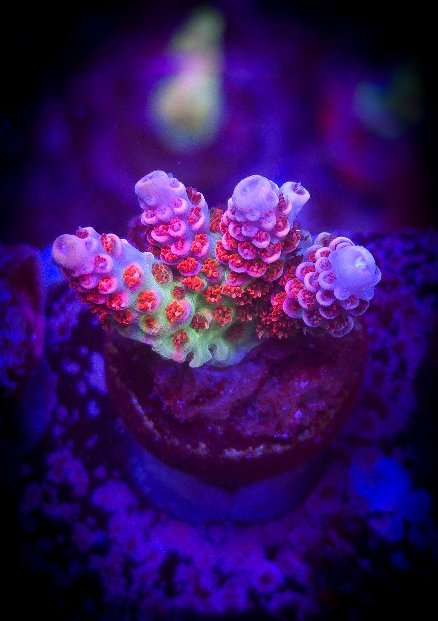 TSA Princess Peach Acropora