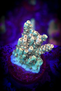 BC Aquatic Man Acropora