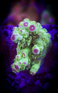 Av99 Orange Crush Acropora