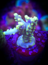BC Dragonfly Acropora
