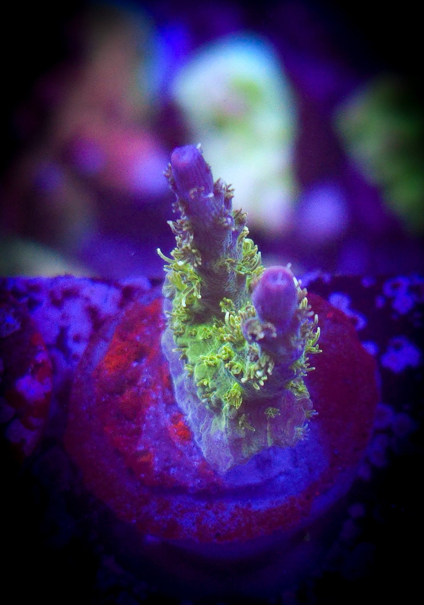 POTO Sidechick Acropora