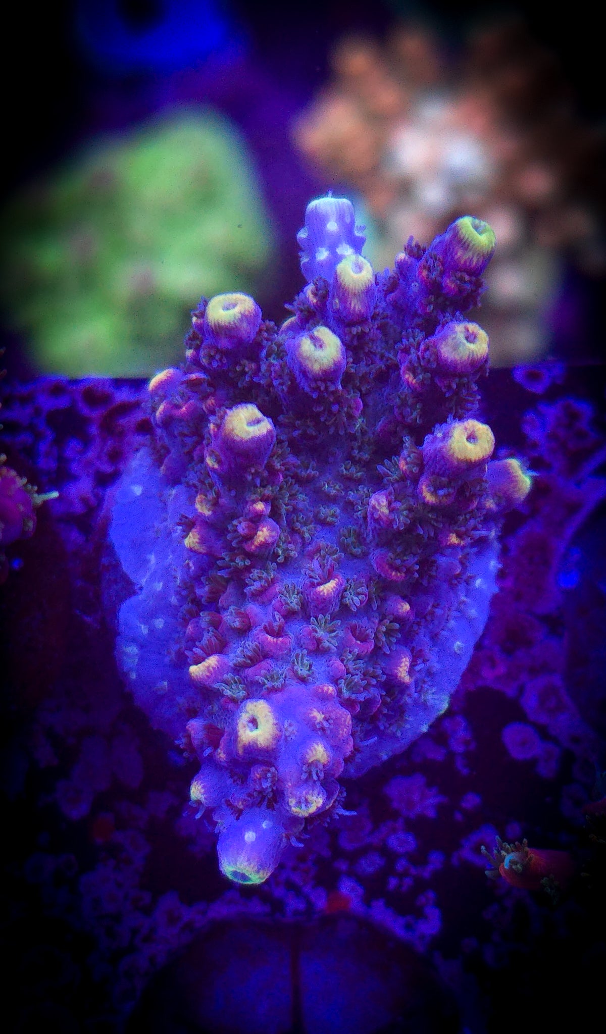 LRO Jamba Juice Acropora