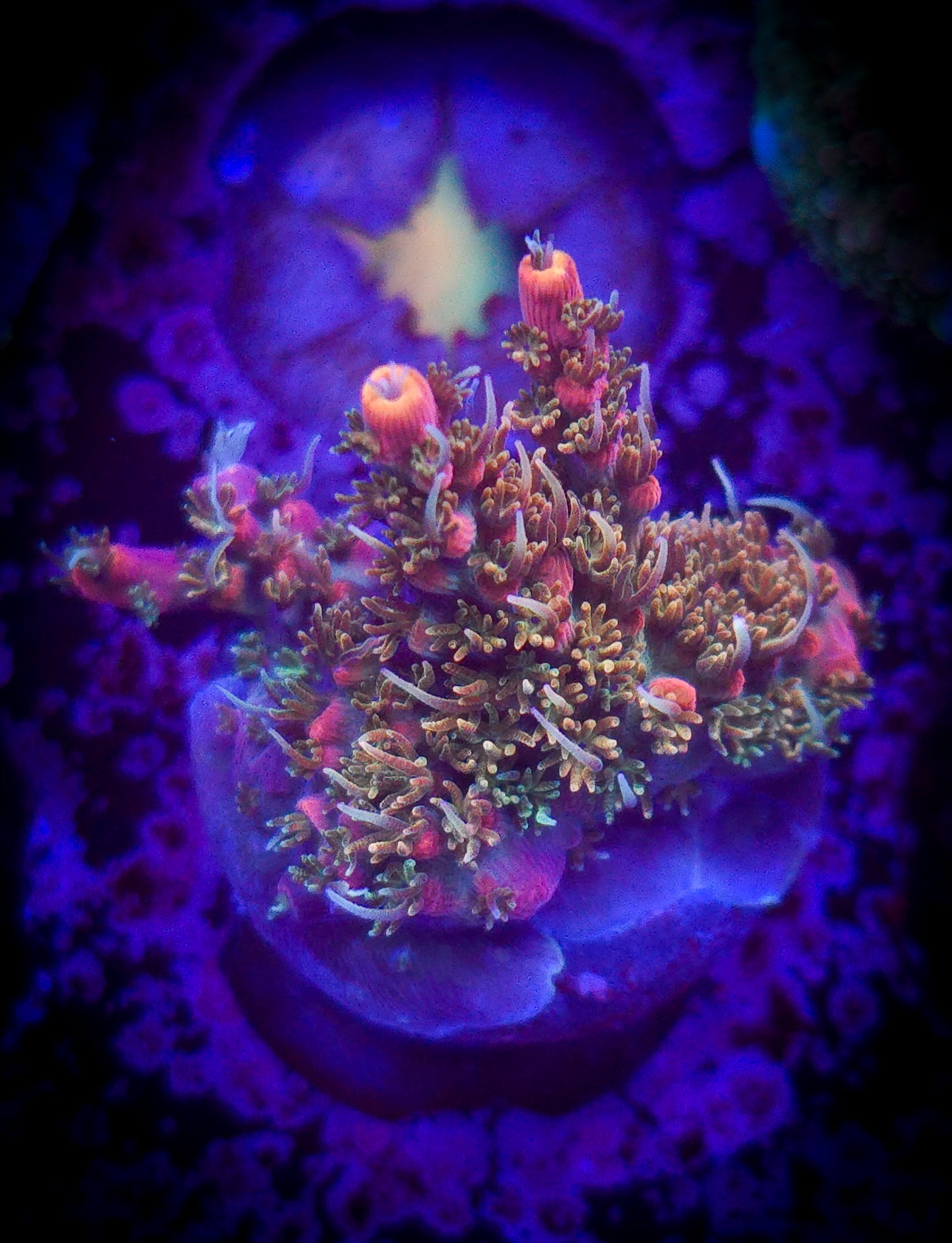 POTO Dino Fury Acropora