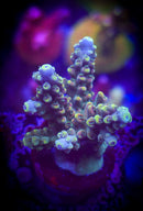 Rmf Candyland Acropora