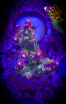 BC Bubblebath Unicorn Acropora
