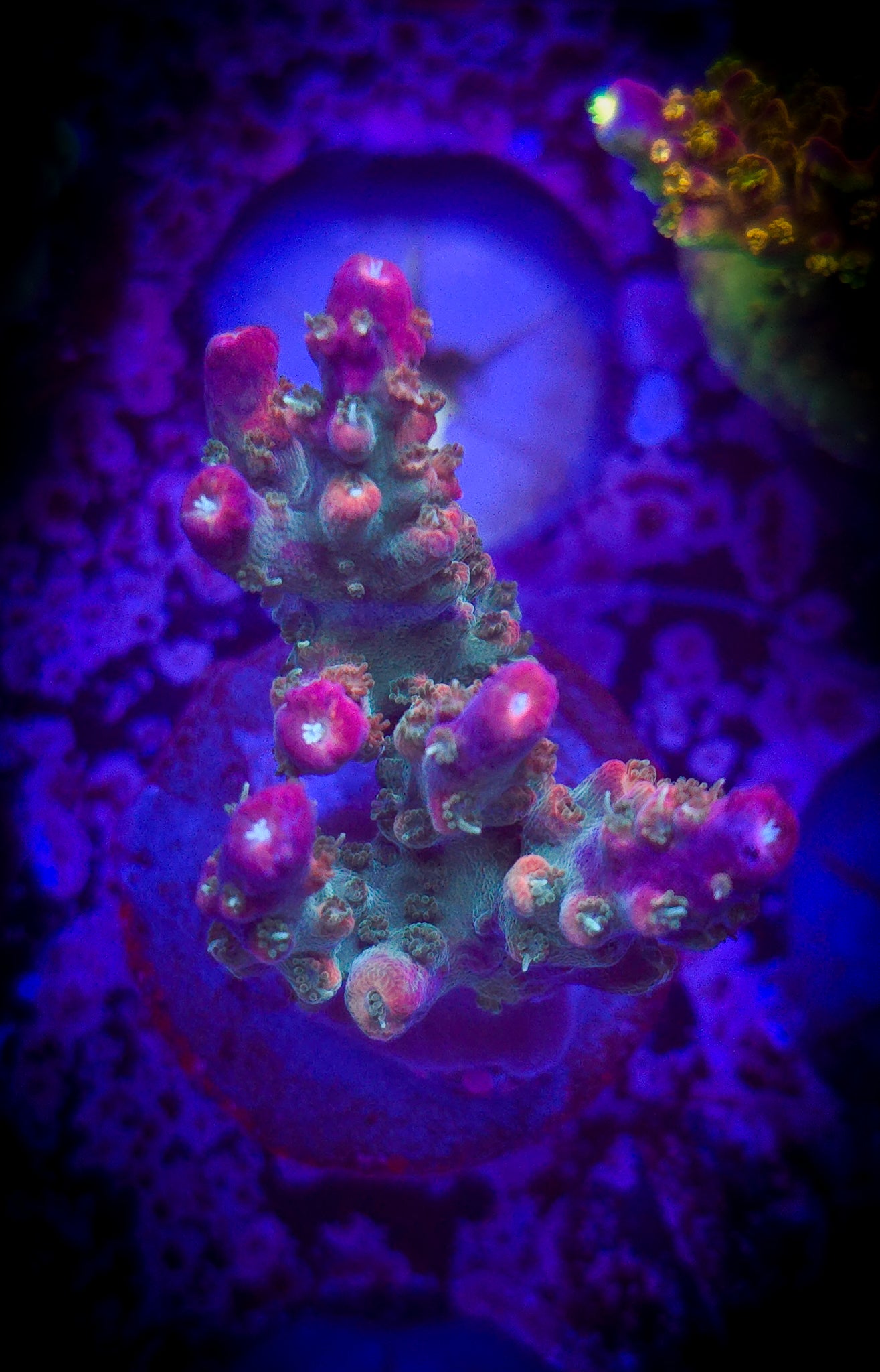 BC Bubblebath Unicorn Acropora