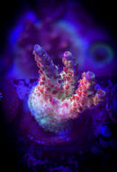 POTO Boomerang Acropora