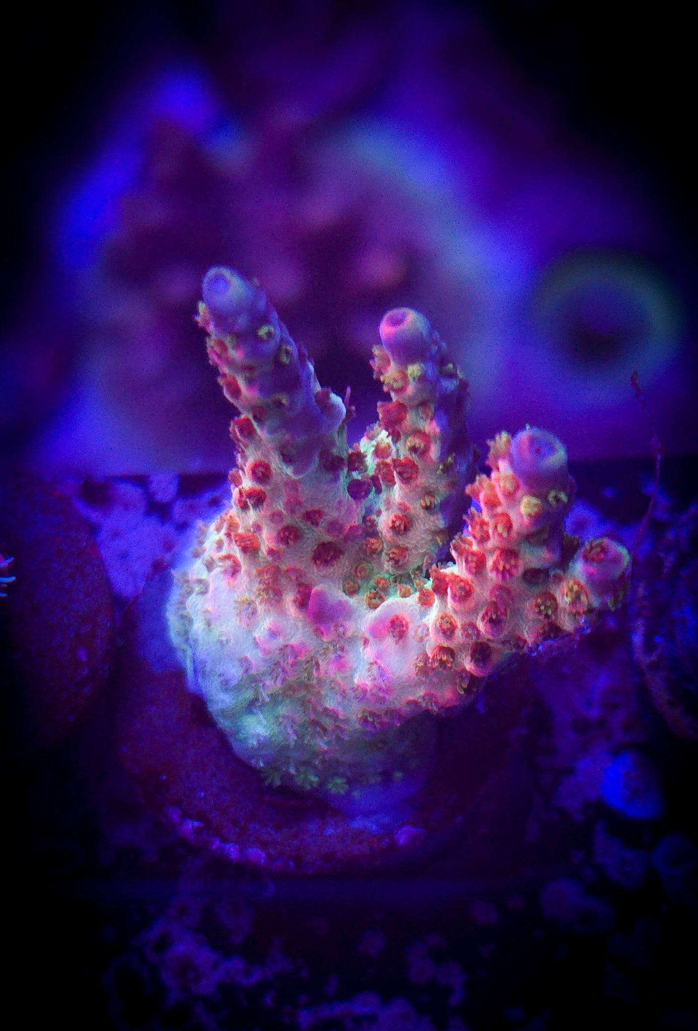 POTO Boomerang Acropora