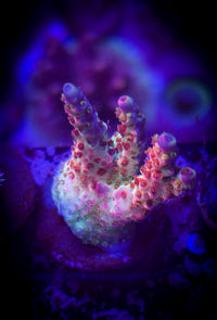 POTO Boomerang Acropora