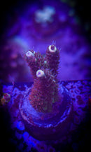 AC Limit Breaker Acro