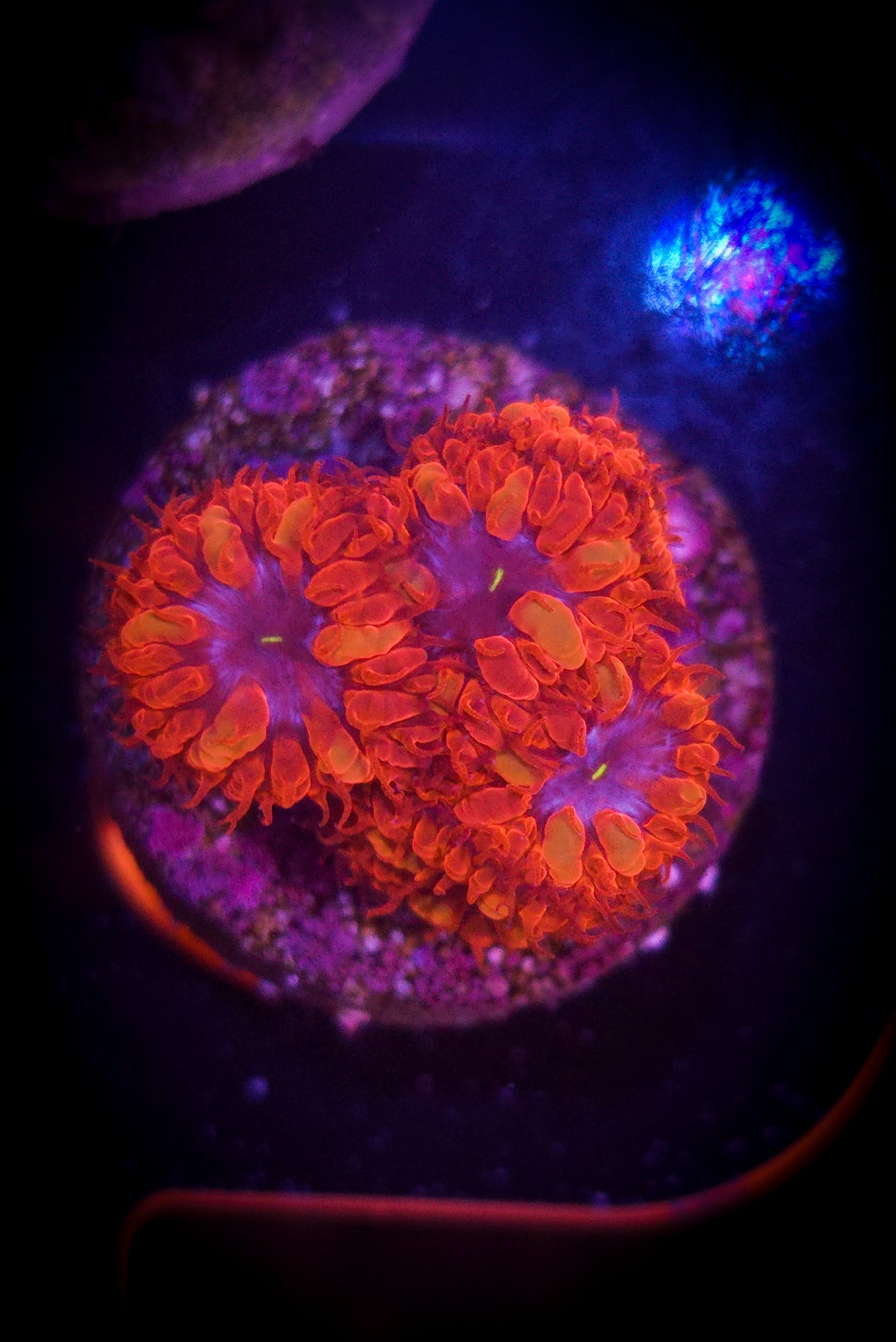 Blue Raven Blastomussa Merletti