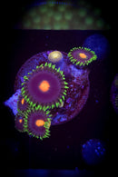 Gorilla Nipples Zoanthid